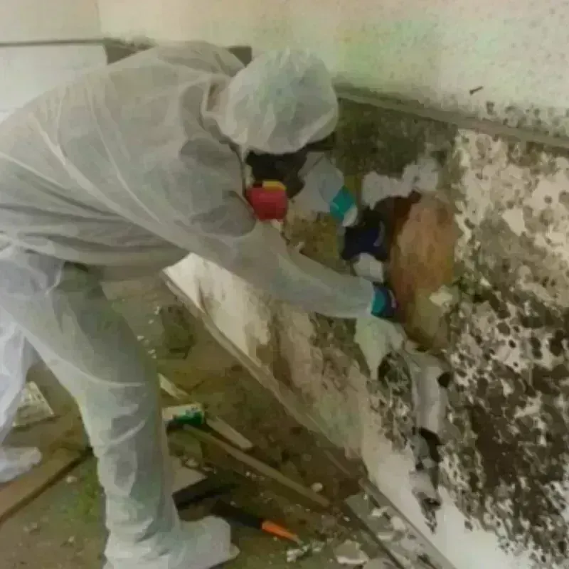 Mold Remediation and Removal in Oak Hill, OH